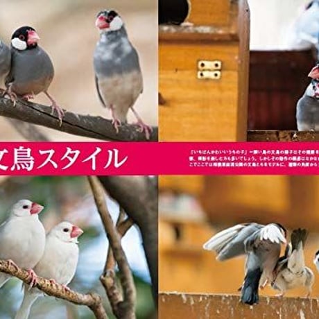 にっぽん文鳥絵巻