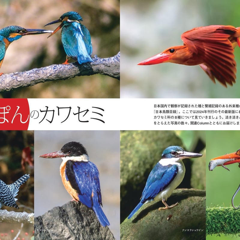 せかいのカワセミ | カンゼンWEBショップ