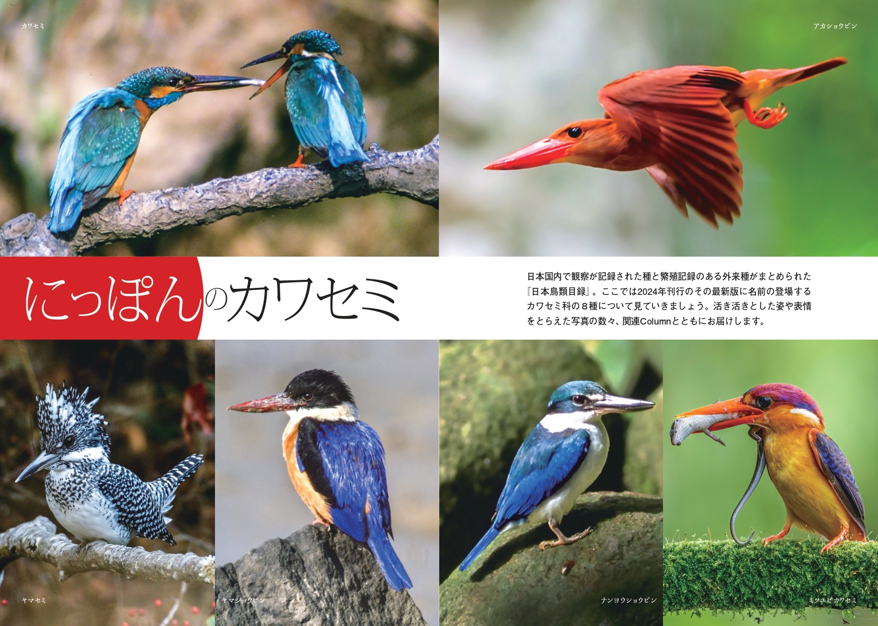 せかいのカワセミ | カンゼンWEBショップ