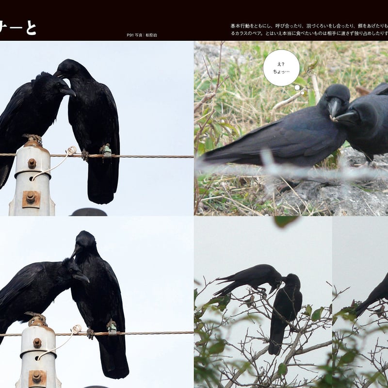 にっぽんのカラス | カンゼンWEBショップ