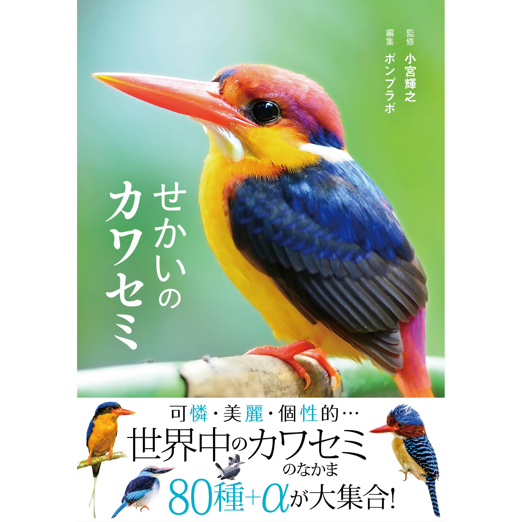 カワセミ　3点 せかいのカワセミ | カンゼンWEBショップ
