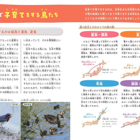 鳥の親子＆子育て図鑑