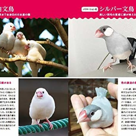 にっぽん文鳥絵巻