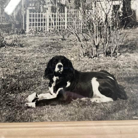 -1940’s 古写真 額装 “DOG”