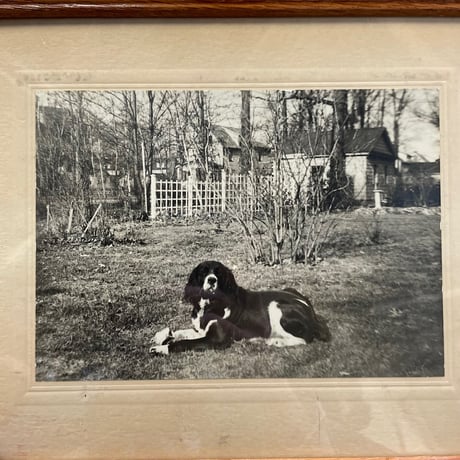 -1940’s 古写真 額装 “DOG”
