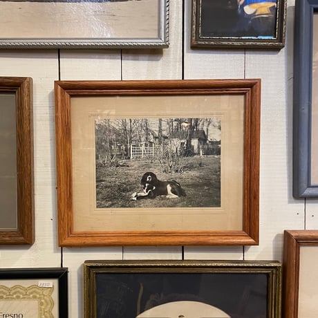 -1940’s 古写真 額装 “DOG”