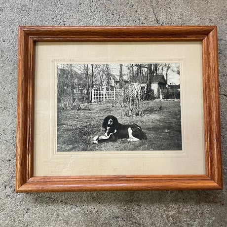 -1940’s 古写真 額装 “DOG”