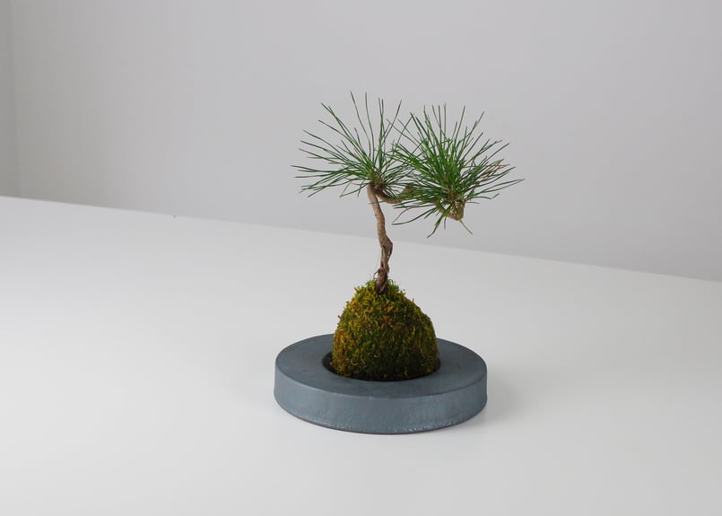 MYK】KOKEDAMA-kubo 苔玉-窪 | 丸三安田瓦工業オンラインストア MYK】KOKEDAMA-kubo 苔玉-窪 | 丸三安田瓦工業オンラインストア