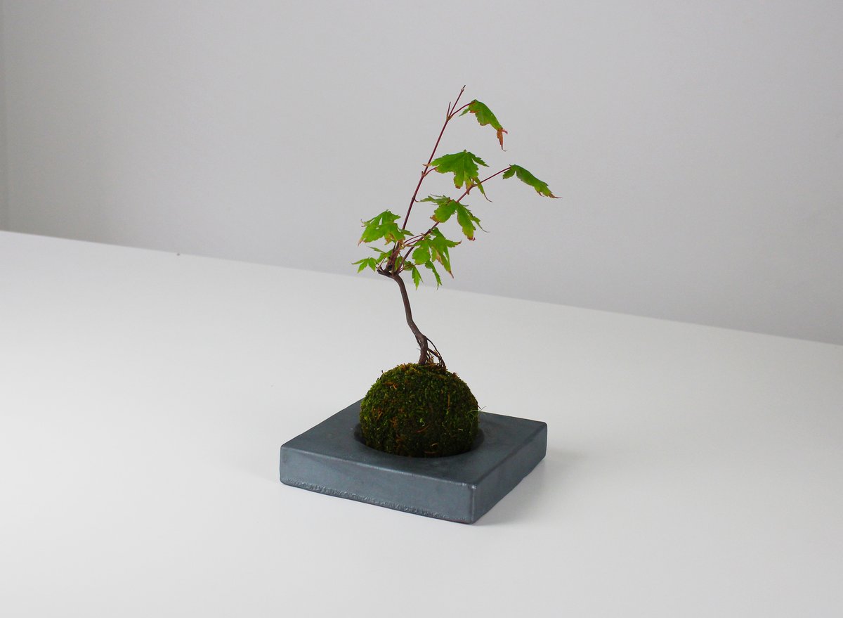苔玉・苔 endo MYK】KOKEDAMA-kubo 苔玉-窪 | 丸三安田瓦工業オンラインストア