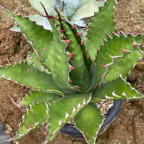 ジェントリージョーズ | STORES