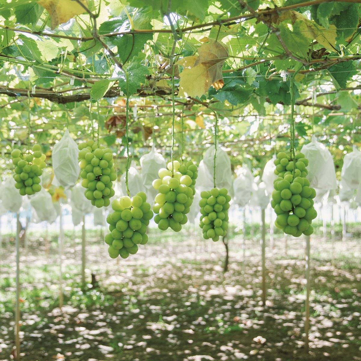 プレミアム】シャインマスカット 大房 2房〈約1.5kg〉 | TSUMORI