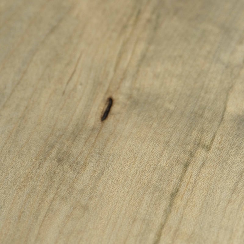 内田悠 平皿240 イタヤカエデ鉄媒染 | ぶどうのたね