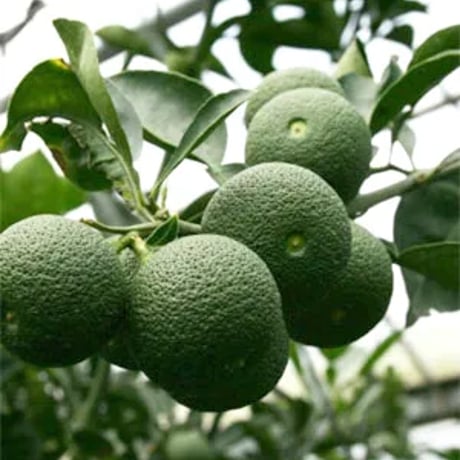 熊野農園 へべすが香るとうがらし