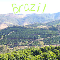 マイルドで飲みやすい　ブラジル ES SITIO CORREIGO DO PINHEIRO パルプドナチュラル