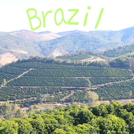 マイルドで飲みやすい　ブラジル ES SITIO CORREIGO DO PINHEIRO パルプドナチュラル