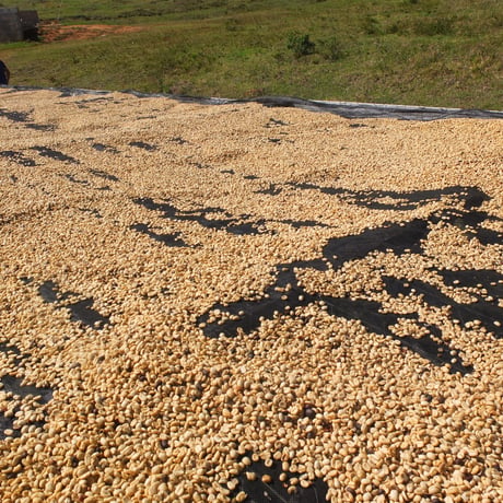 マイルドで飲みやすい　ブラジル ES SITIO CORREIGO DO PINHEIRO パルプドナチュラル