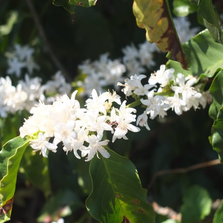 マイルドで飲みやすい　ブラジル ES SITIO CORREIGO DO PINHEIRO パルプドナチュラル
