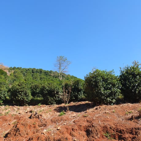 マイルドで飲みやすい　ブラジル ES SITIO CORREIGO DO PINHEIRO パルプドナチュラル