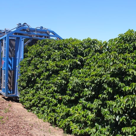 マイルドで飲みやすい　ブラジル ES SITIO CORREIGO DO PINHEIRO パルプドナチュラル