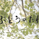ぶどうのたね