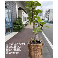 新しい家具の横に　フィカスアルテシマ　送料無料　高さ110cm × 幅30 cm