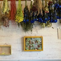 随時受付　ドライフレームのワークショプ　@おはな茶屋(Reception at any time Dry frame workshop! @Ohana Chaya)