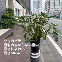 個性を追求したいあなた　クッカバラ　送料無料　高さ50cm×幅60cm