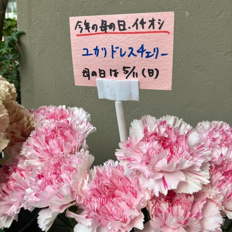 【母の日】複色カーネーションアレンジメント|送料無料