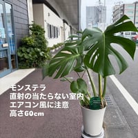 定番中の定番　モンステラ　送料無料　高さ60cm×幅40cm