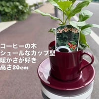 コーヒーの木　シュールなカップ　送料無料　高さ20cm×幅15cm