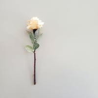 kinano Rose natural