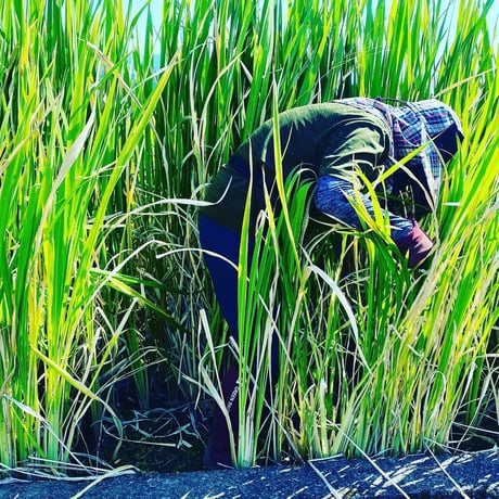 マコモダケ | STORES