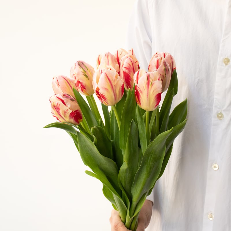 ※松尾※アリカワコウヘイ「チューリップ」 08直前FJ】チューリップ アプリコットフォックス2L Fブラザーズ