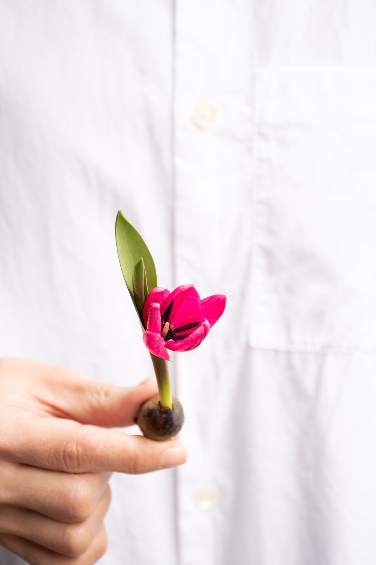 チューリップ fit=scale-down,w=1200