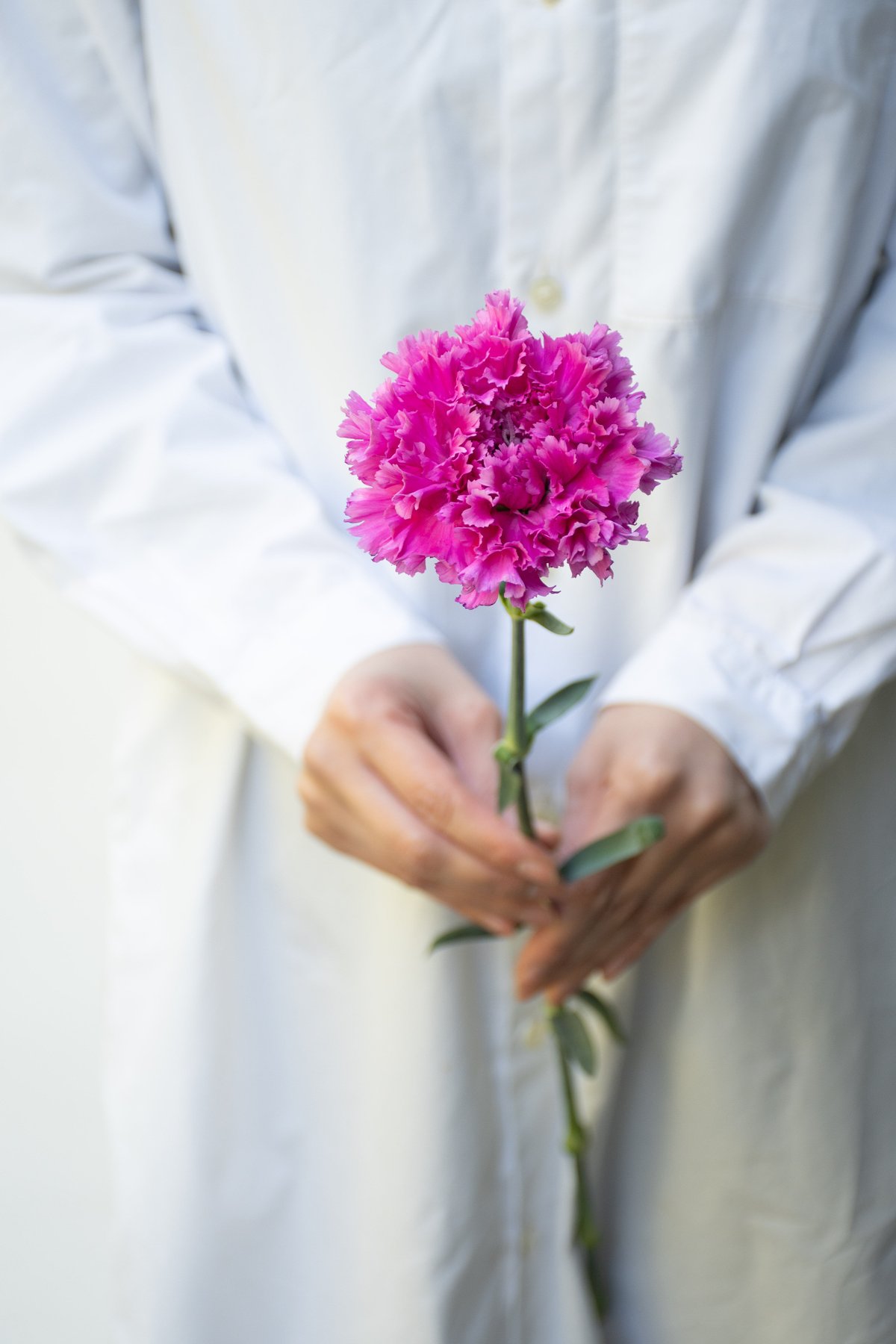 カーネーション「シャララライト＆シャララピコ」 | tokyo_shokubutsu_zufu