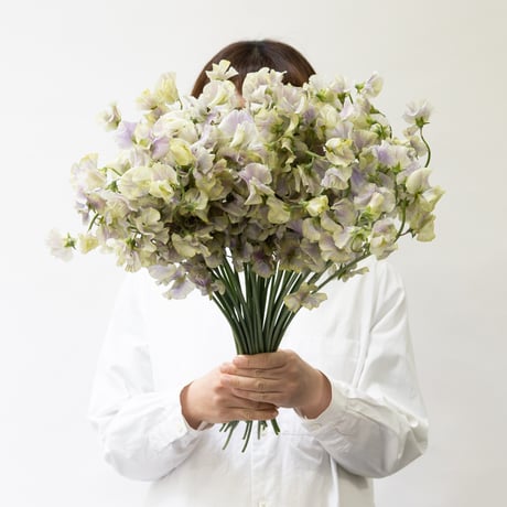 スイトピー「春来（ハルク）」