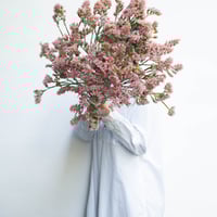 ドライフラワー「スターチス」 | tokyo_shokubutsu_zufu