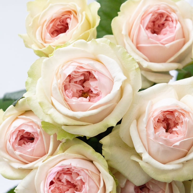 バラ「マリコ&ハルカ」 | tokyo_shokubutsu_zufu