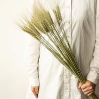 フラワーズフォーレナ「小麦」