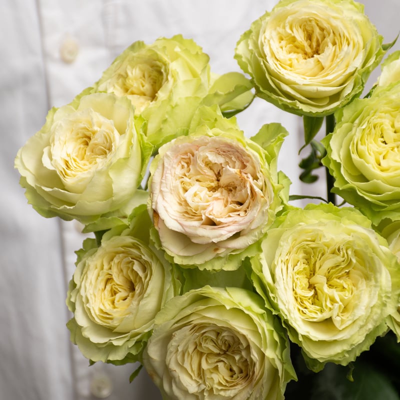 堀木園芸「エヴァーロング」 | tokyo_shokubutsu_zufu