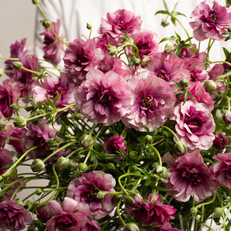 専用 ラナンキュラス♡ラックス ラナンキュラス 「ラックスディーバ」 | tokyo_shokubutsu_zufu