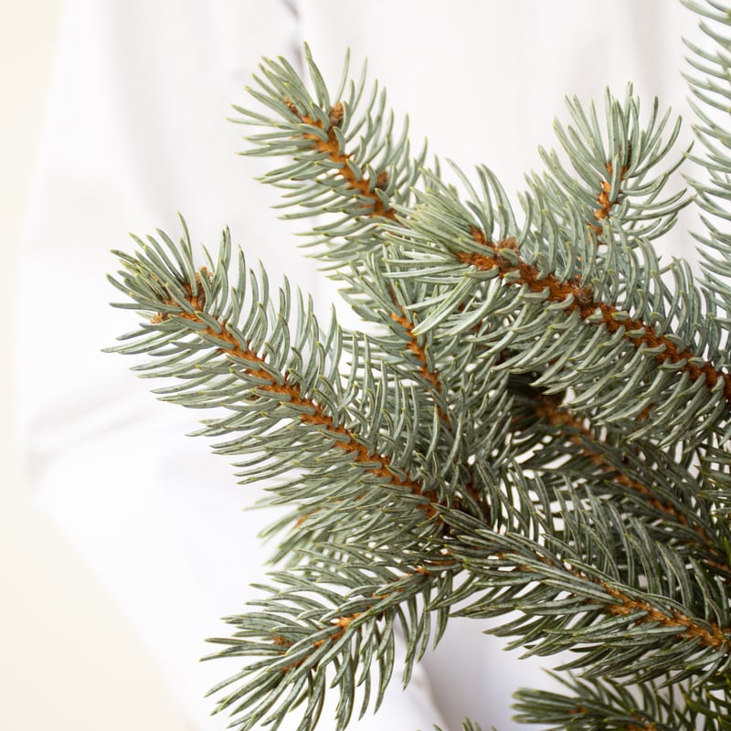 プンゲンスホプシー | tokyo_shokubutsu_zufu