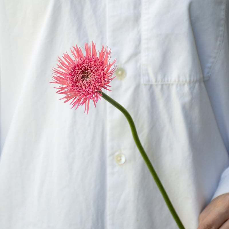 ガーベラ「スパイダーフルダブルミックス」 | tokyo_shokubutsu_zufu