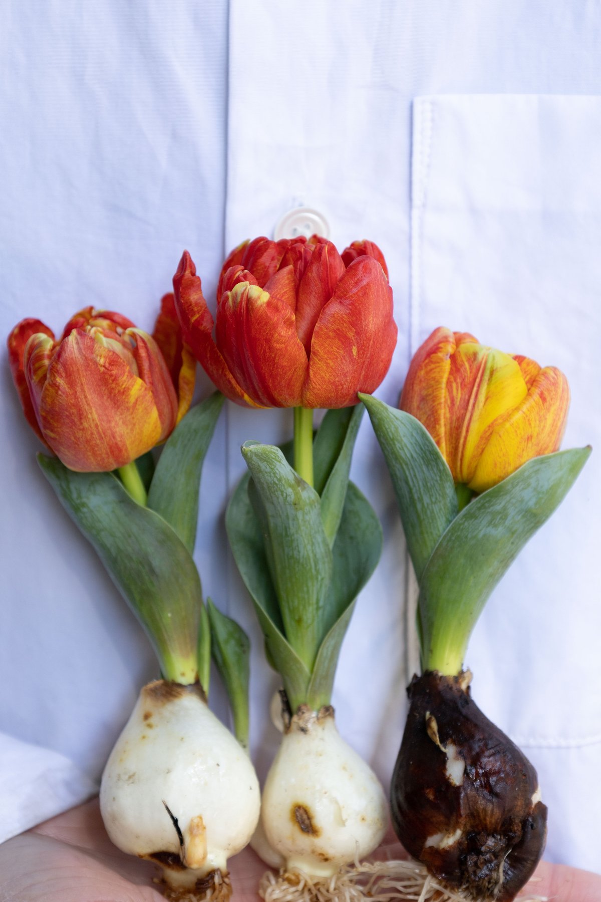 チューリップ「フレミングベビー」 | tokyo_shokubutsu_zufu