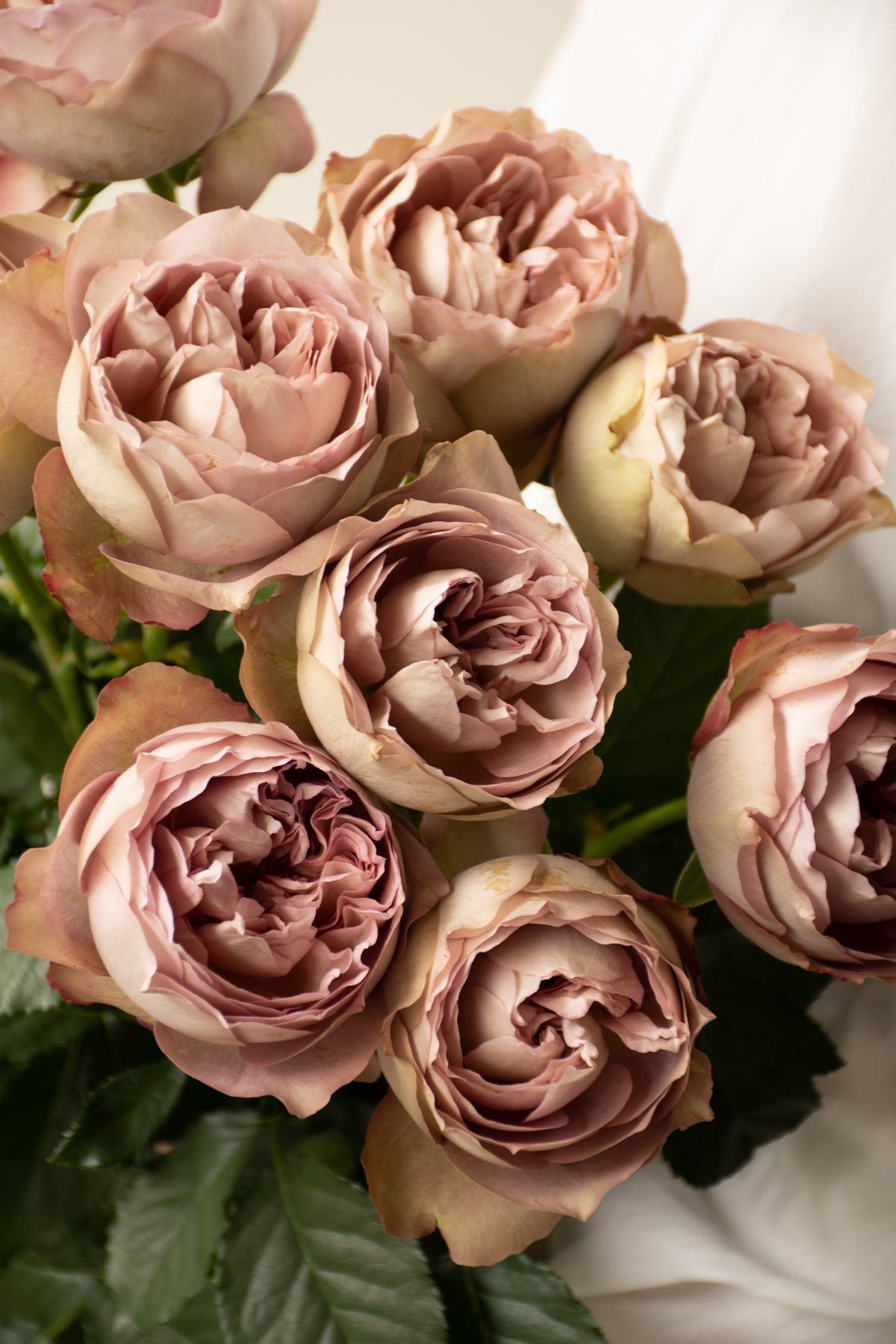 レア 切花品種 剪定済み バラ バラ苗 ソルファ 挿し木 大苗