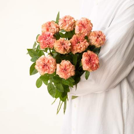 CATEGORY バラ | tokyo_shokubutsu_zufu