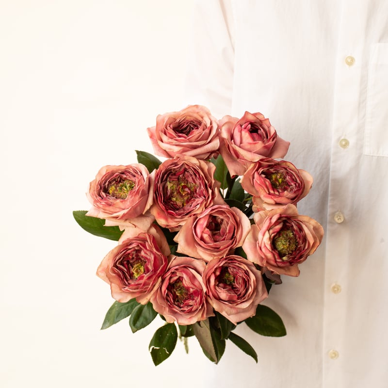 バラ「やぎバラスペシャルミックス」 | tokyo_shokubutsu_zufu