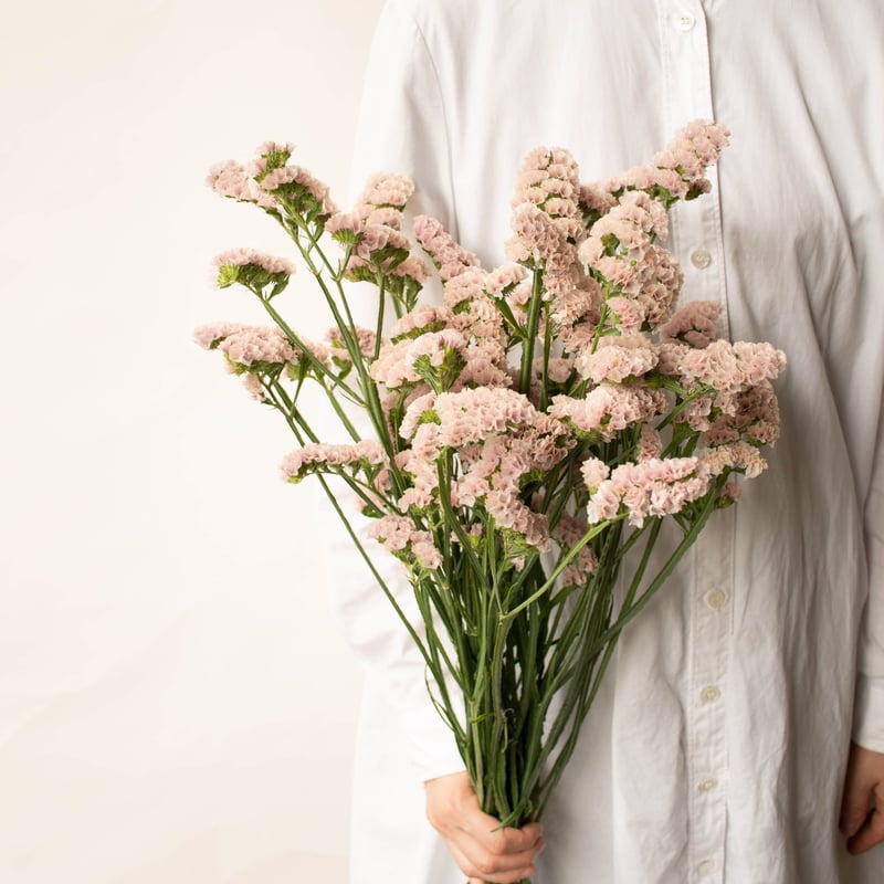 スターチス「ヴィンテージアッシュ」「ソロモン」「ピンクアッシュ