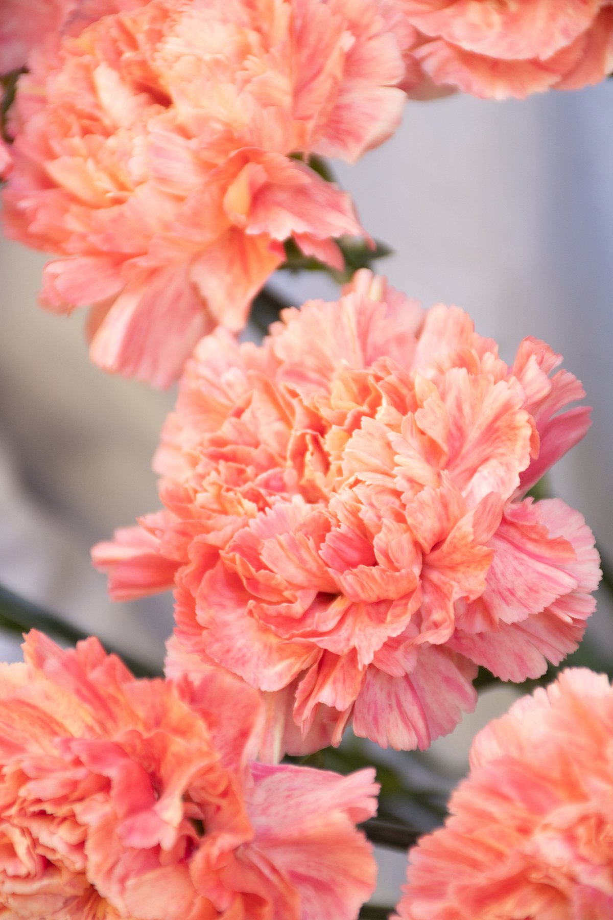 カーネーション「アプリコットミナミ」 | tokyo_shokubutsu_zufu