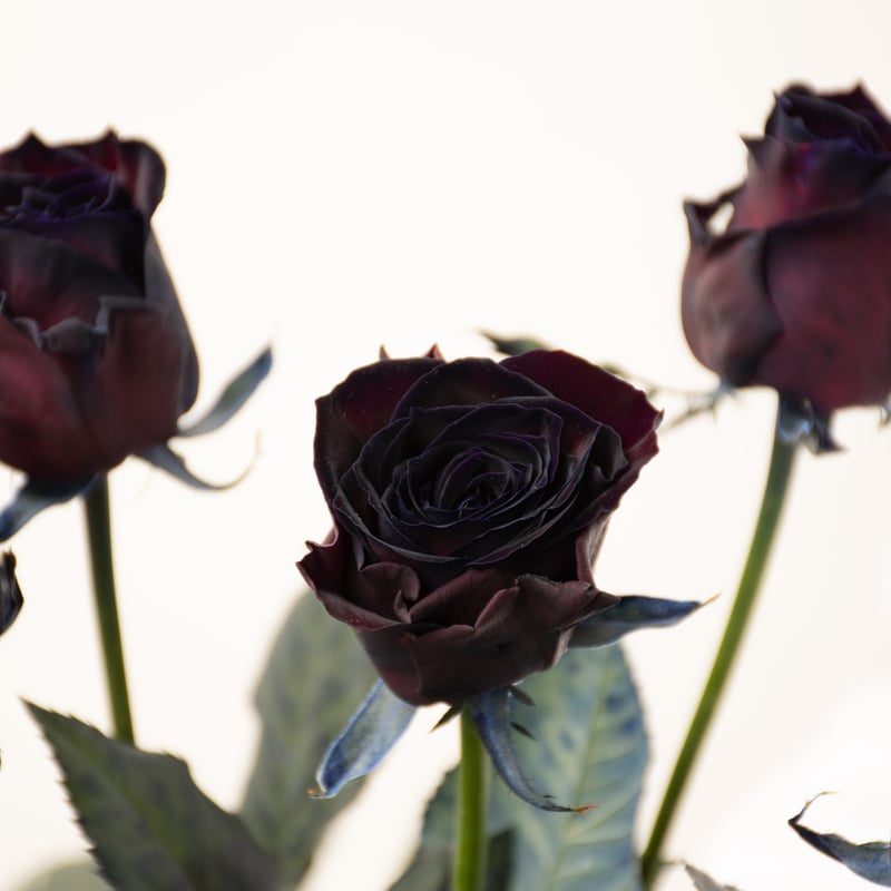 バラ「アマダブラック」 | tokyo_shokubutsu_zufu